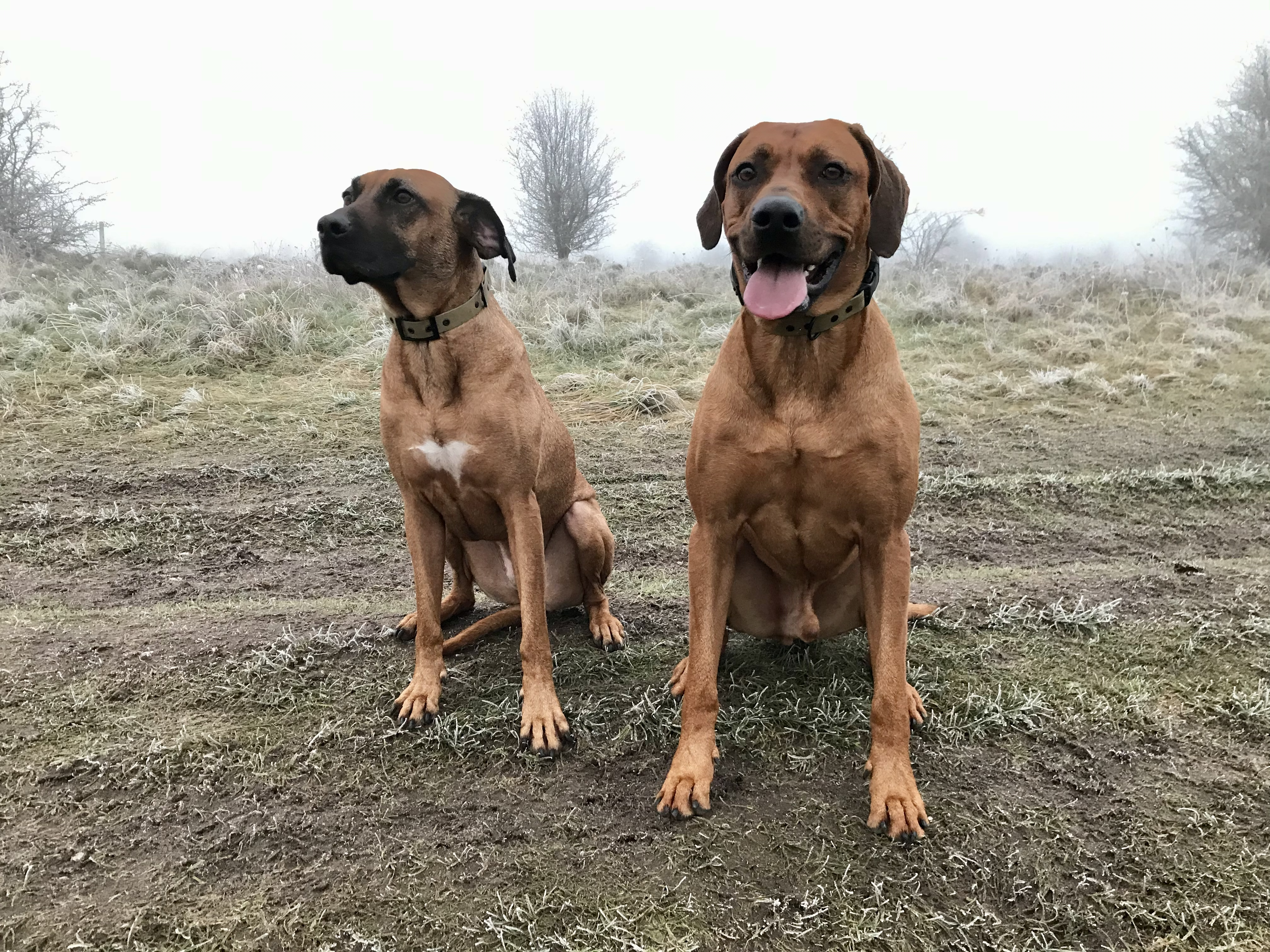 dogs